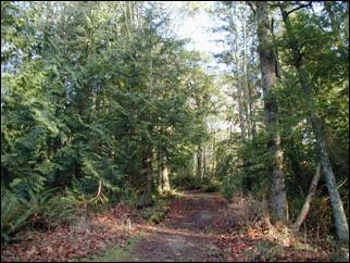 (Forest at Big Rock)